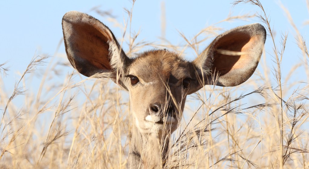 Słuchać, aby rozumieć